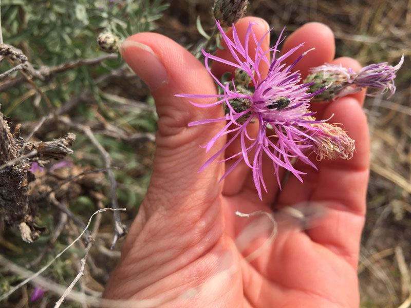 Noxious-Weeds-3