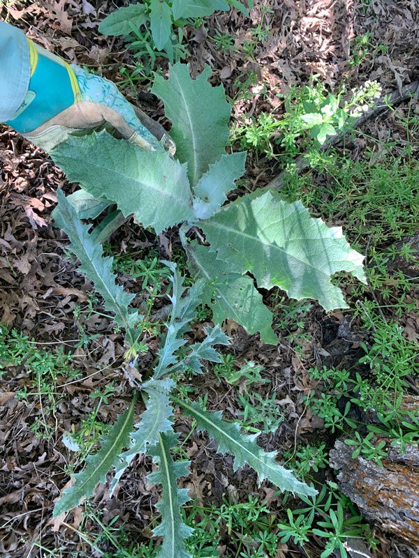 Training-Scotch-vs-Native-Wavy-Leaf-Thistle