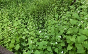 Garlic Mustard